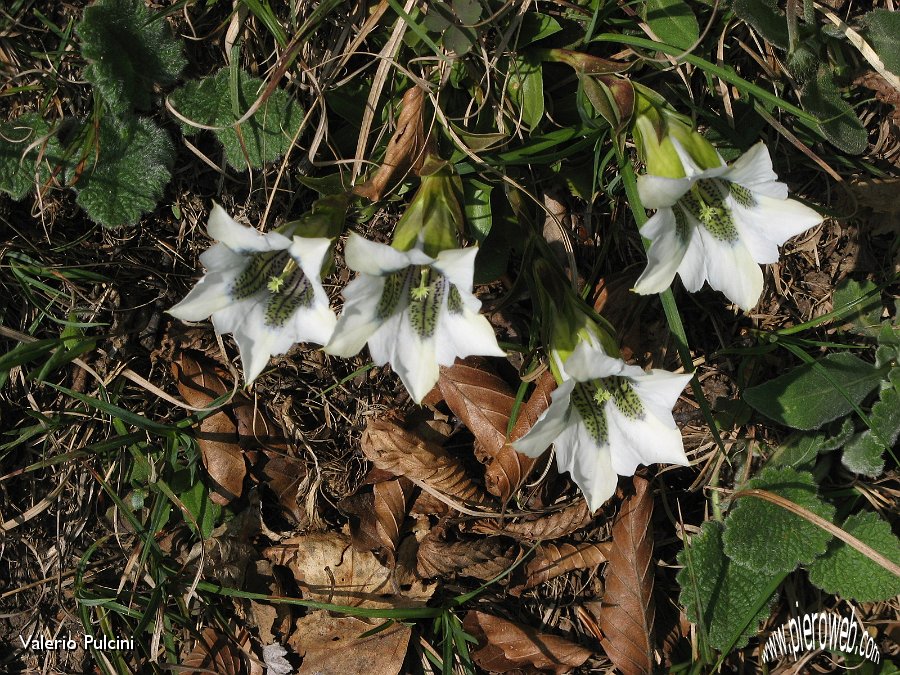01 Genziana di Clusius (Gentiana Clusii) albina.JPG